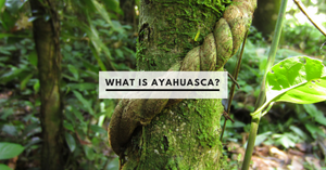 What is Ayahuasca?